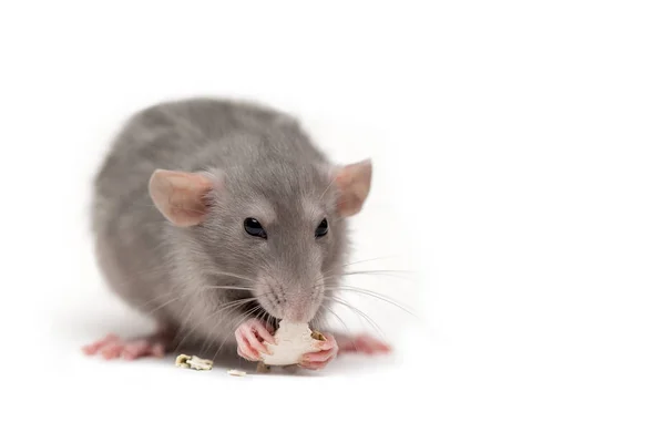 Isolado no fundo branco um rato rói uma semente de abóbora. Aia rosa — Fotografia de Stock