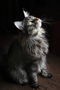 Genç Maine Coon Kedi kahverengi bir arka planda. Güzel kedi