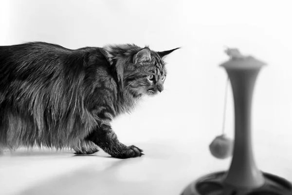 Young maine coon cat on a white background. In the foreground a