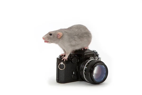 装饰的哑巴老鼠坐在白色隔离器上的旧相机上 — 图库照片