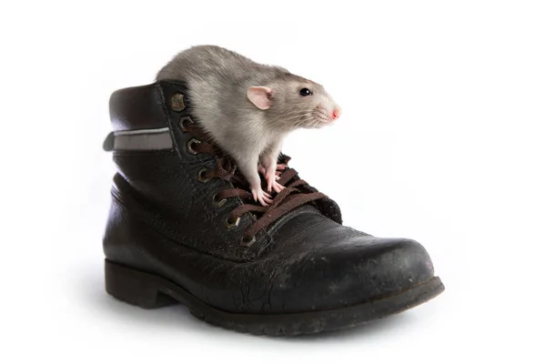 Decoratieve Dumbo rat in een oude boot op een witte geïsoleerde backgrou — Stockfoto