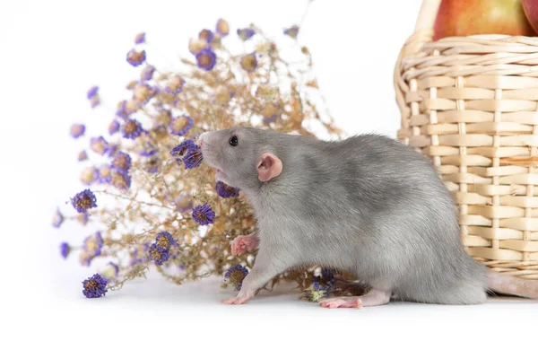 Decorative dumbo rat next to chrysanthemum flowers on a white is — Stock Photo, Image