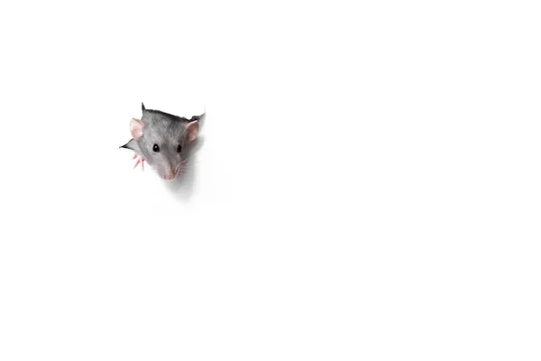 Niedliche lustige Ratte, die aus einem Loch in weißem Papier schaut. pet - Widder da — Stockfoto