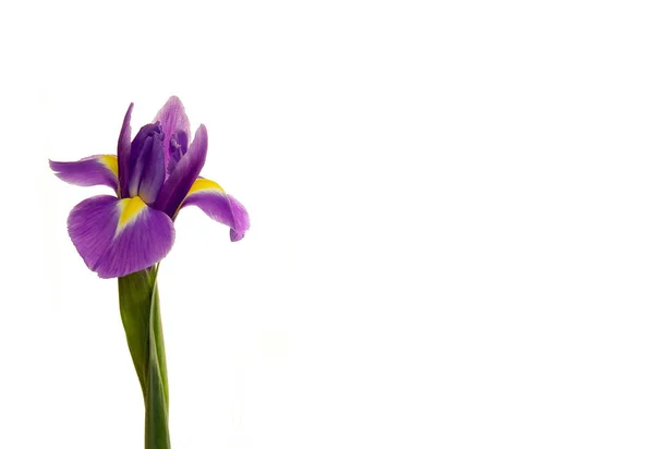 Beyaz izole arka plan üzerinde iris çiçek. Bahçe çiçekleri. — Stok fotoğraf