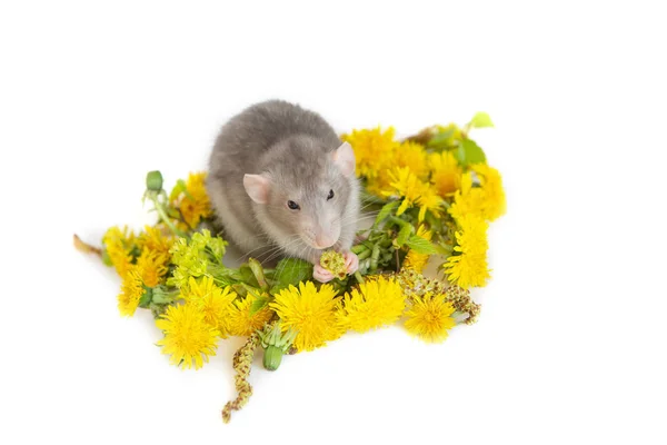 Söt råtta på en vit isolerad bakgrund inuti en maskros wreat — Stockfoto