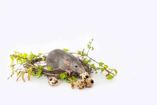 Cute rat on a white isolated background. Nest of birch branches. — Stock Photo, Image