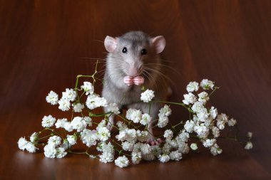 Büyüleyici dambo sıçan kahverengi bir arka plan üzerinde gypsophila çiçekli