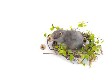Beyaz izole arka plan üzerinde sevimli sıçan. Huş ağacı dallarının yuvası.