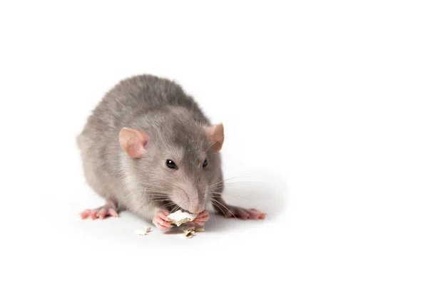 Isolated on white background a rat gnaws a pumpkin seed. Pink ea — Stock Photo, Image