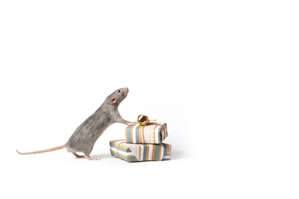 Dumbo rat on a white isolated background stood on the boxes with — Stock Photo, Image