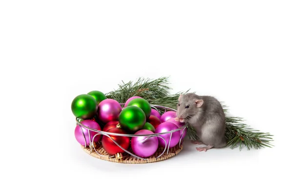 Charmant animal. Charmant rat Dumbo est assis à côté des décorations de Noël — Photo