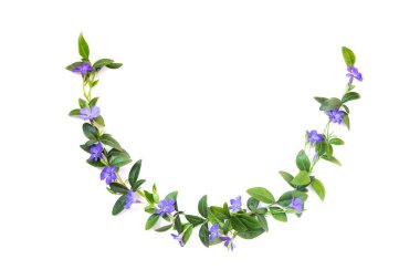Çiçek ve periwinkle yaprakları dekorasyon için elemanları. Whı
