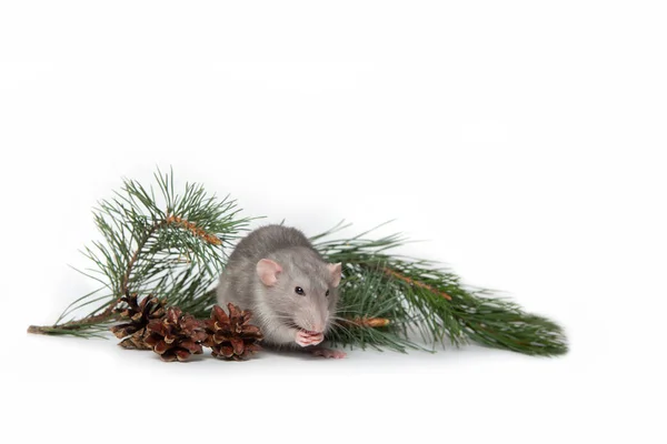 Een charmante Rambo rat naast een dennen tak en kegels op een witte — Stockfoto