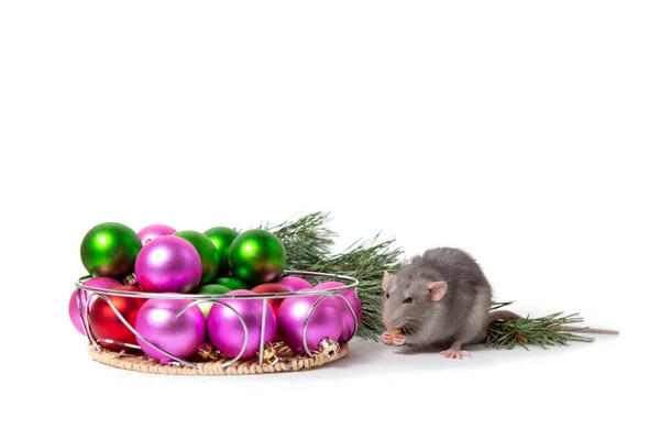 Charmant animal. Charmant rat Dumbo est assis à côté des décorations de Noël — Photo