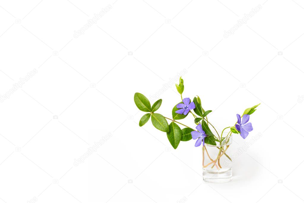 Periwinkle flower on a white isolated background. Close-up. Brig