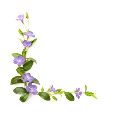 Çiçek ve periwinkle yaprakları dekorasyon için elemanları. Whı