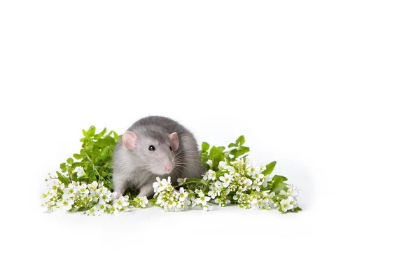 Cute rat on a white isolated background. Near delicate wildflowe — Stock Photo, Image