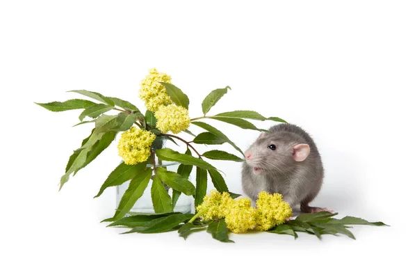 Cute rat on a white isolated background. Near delicate wildflowe — Stock Photo, Image