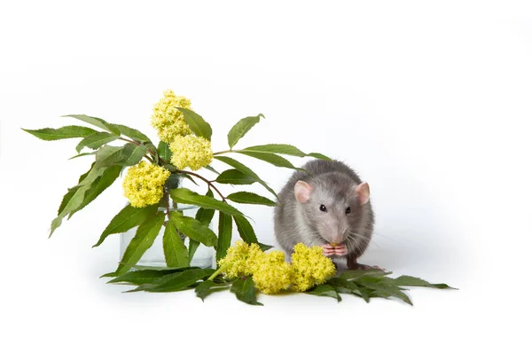 Cute rat on a white isolated background. Near delicate wildflowe — Stock Photo, Image