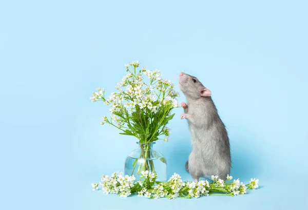 A cute rat is standing on its hind legs next to delicate wildflo — Stock Photo, Image