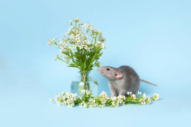 Mavi bir arka plan üzerinde narin kır çiçekleri yanında sevimli bir sıçan. Th