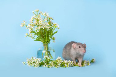 Mavi bir arka plan üzerinde narin kır çiçekleri yanında sevimli bir sıçan. Th