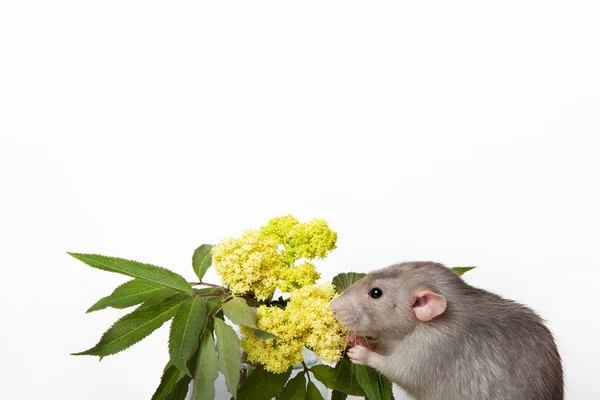 Cute rat on a white isolated background. Near delicate wildflowe — Stock Photo, Image