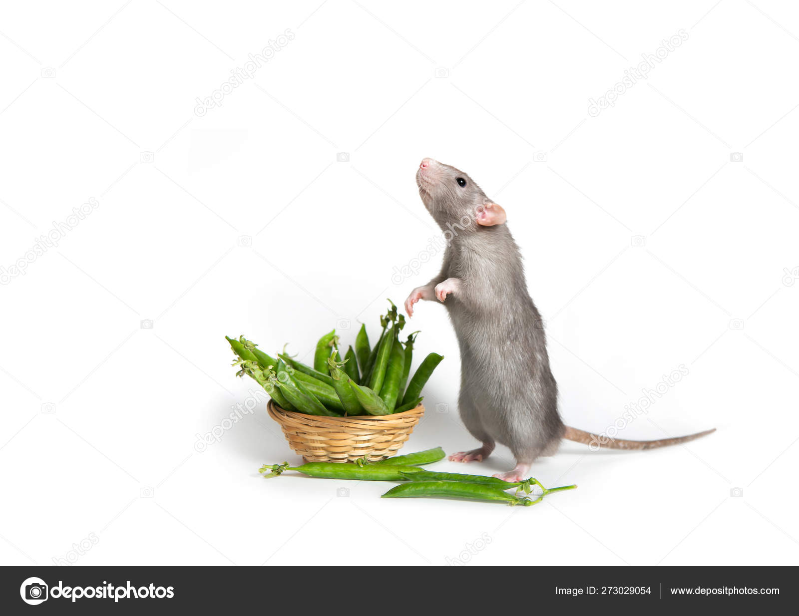 Rodent Control in Spokane WA \u0026 Coeur d'Alene ID | Eden Pest, image size:1600x1234