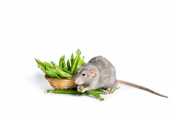 Um rato Dumbo bonito em um fundo branco isolado comer ervilha verde — Fotografia de Stock