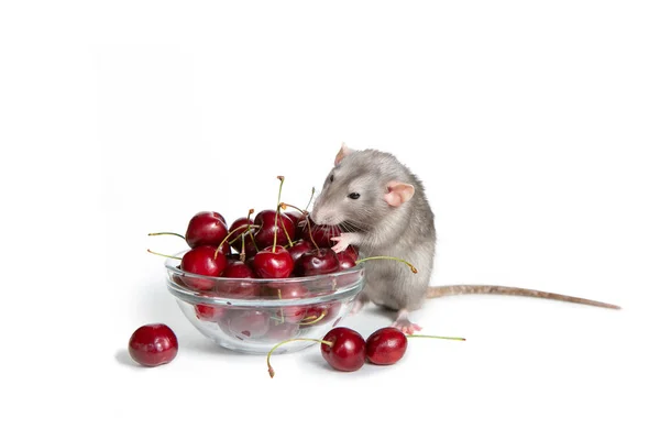 Söta husdjur. Kinesiska nyåret. Charmig Dambo råtta på en vit isolerad bakgrund äter en söt körsbär. Symbolen för 2020. Kopiera spase. — Stockfoto
