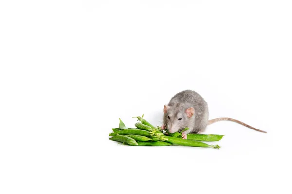 Cute pet. A cute Dumbo rat on a white background isolated eating — Stock Photo, Image