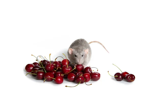 Söta husdjur. Kinesiska nyåret. Charmig Dambo råtta på en vit isolerad bakgrund äter en söt körsbär. Symbolen för 2020. Kopiera spase. — Stockfoto