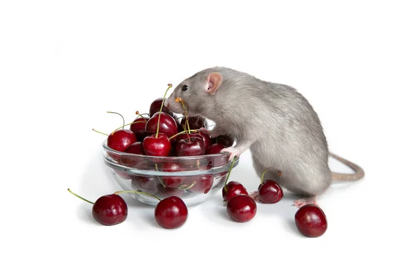 Kinesiska nyåret. Charmig Dambo råtta på en vit isolerad bakgrund äter en söt körsbär. Söta husdjur. Symbolen för 2020. Kopiera spase. — Stockfoto