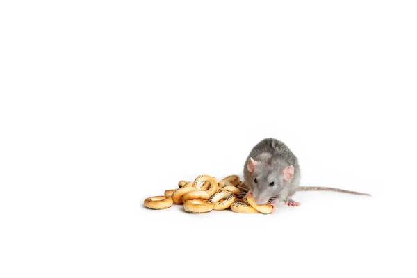 Cute pet. A charming dumbo rat on a white isolated background eats drying.The symbol of 2020. Chinese New Year. Copy spase. — Stock Photo, Image