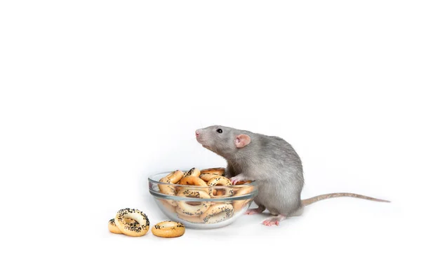 Милый питомец. Очаровательная дамбо-крыса на белом изолированном фоне съедает сухость. Символ 2020 года. Китайский Новый Год. Копирующий спаз . — стоковое фото