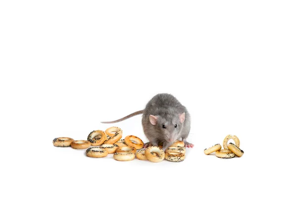 Niedliches Haustier. Eine charmante Dumbo-Ratte auf weißem, isoliertem Hintergrund frisst Trocknen. das Symbol des chinesischen Neujahres 2020. Kopierspase. — Stockfoto