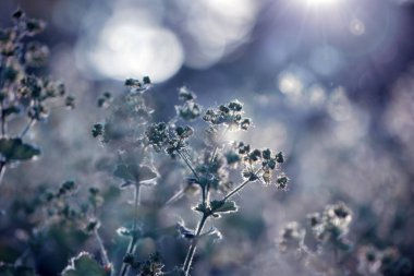 Yaz geçmişi. Arka planda güzel bokeh, ışınları o