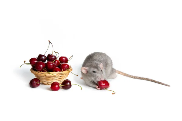 흰색 고립 된 배경에 매력적인 댐보 쥐는 달콤한 c를 먹는다. — 스톡 사진