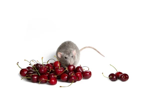 Rato dambo encantador em um fundo isolado branco come um doce c — Fotografia de Stock