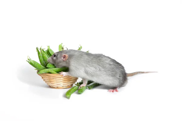 Bonito animal de estimação. Um rato Dumbo bonito em um fundo branco isolado comer — Fotografia de Stock