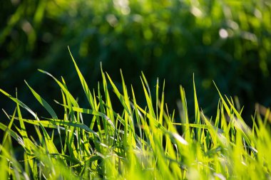 Yaz güneşli bir gün yeşil parlak çim. Taze yeşillik. Yaz geçmişi