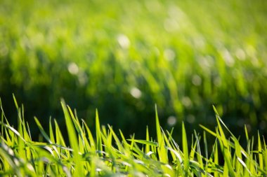 Yaz güneşli bir gün yeşil parlak çim. Taze yeşillik. Yaz geçmişi