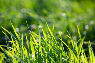 Yaz güneşli bir gün yeşil parlak çim. Taze yeşillik. Yaz geçmişi