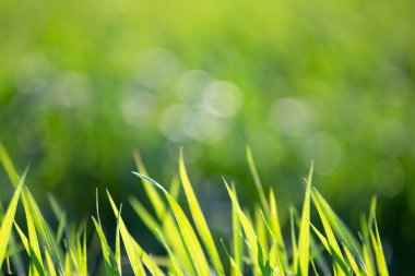 Yaz güneşli bir gün yeşil parlak çim. Taze yeşillik. Yaz geçmişi