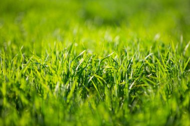 Yaz güneşli bir gün yeşil parlak çim. Yaz geçmişi. Taze yeşillikler. 