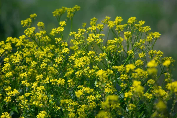 Close up de colza flores amarelas com fundo embaçado. Dia ensolarado de verão. Espaço de cópia . — Fotografia de Stock