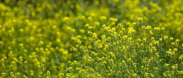 Κοντινό πλαίσιο των κίτρινων λουλουδιών αγριοκράμβης με θολή φόντο. Καλοκαιρινή ηλιόλουστη μέρα. Αντιγραφή χώρου. — Φωτογραφία Αρχείου