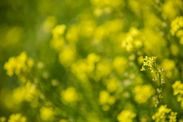 Close up de colza flores amarelas com fundo embaçado. Dia ensolarado de verão. Espaço de cópia . — Fotografia de Stock