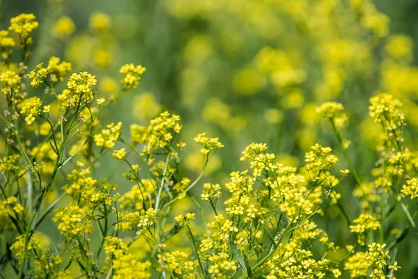 Uzavřete kolnaté žluté květy s rozmazlým pozadím. Letní slunný den. Kopírovat místo. — Stock fotografie
