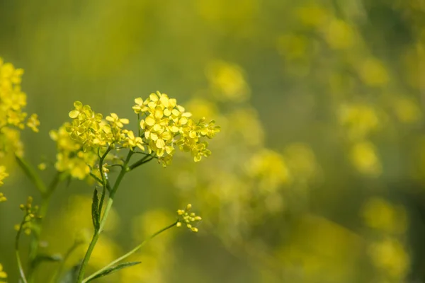 Close up de colza flores amarelas com fundo embaçado. Dia ensolarado de verão. Espaço de cópia . — Fotografia de Stock